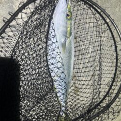 コズクラ　ハゼ