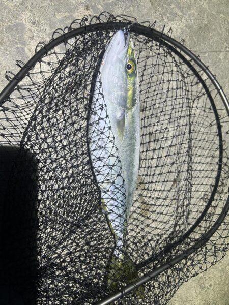 コズクラ　ハゼ