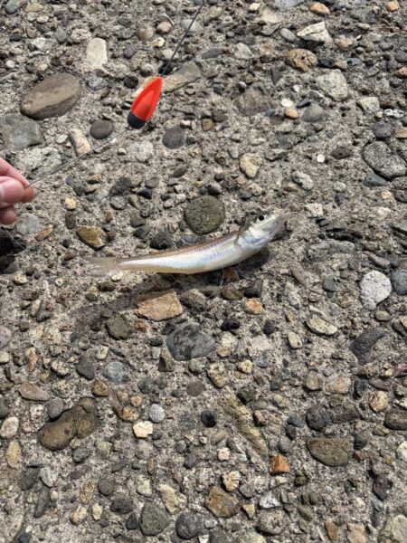 ちょい投げキス