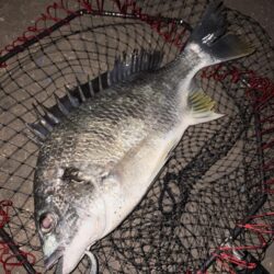 ヘチって来ました