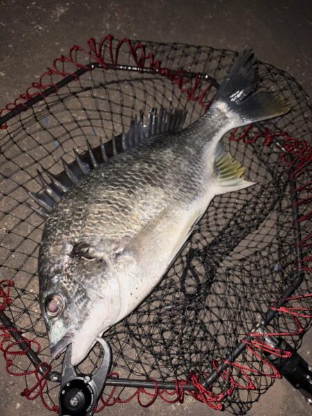 ヘチって来ました