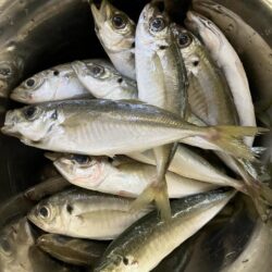 イカ釣りのはずが…