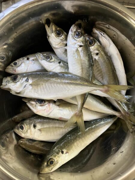 イカ釣りのはずが…