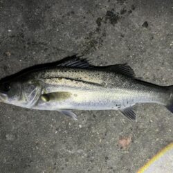 バチ抜けしてます