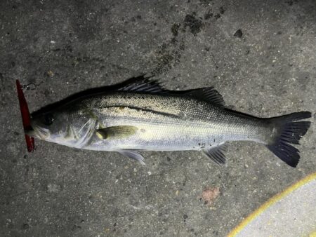 バチ抜けしてます