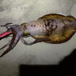 大型狙いエギング