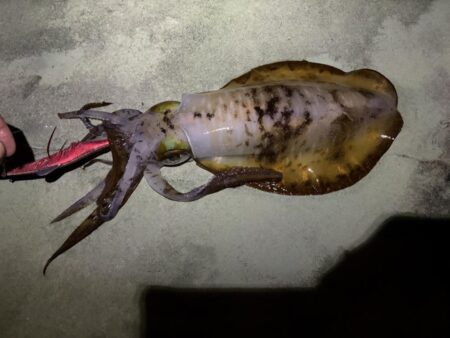 大型狙いエギング