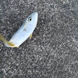 アジングのはず