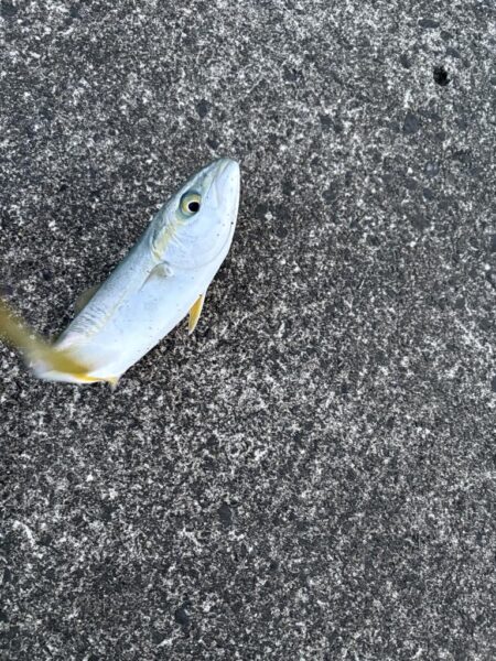 アジングのはず