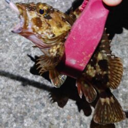 ようやく今年初メバリング