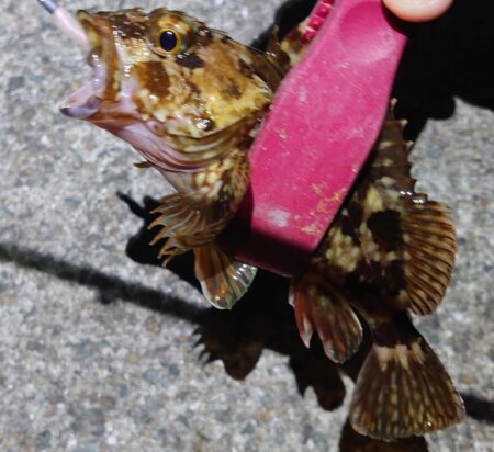 ようやく今年初メバリング