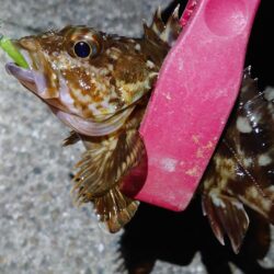 西二見で、メバルゲット