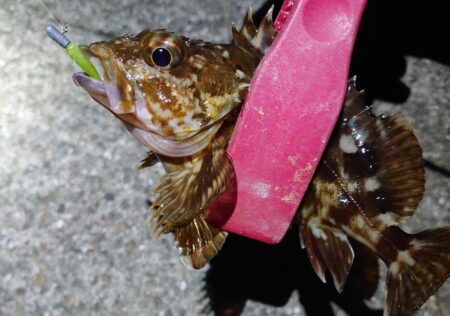 西二見で、メバルゲット