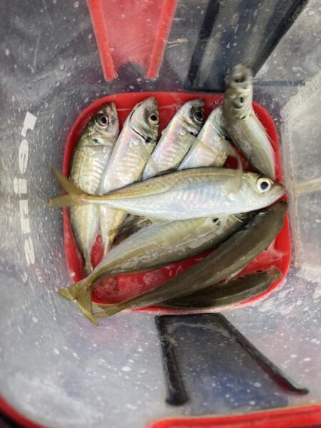 朝マズメのアジング