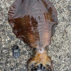 エギング 大物釣れた!