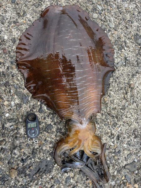 エギング 大物釣れた!