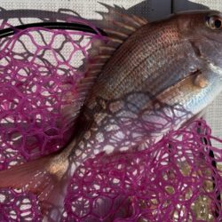 横須賀沖、タイラバ