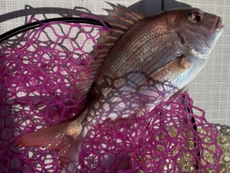 横須賀沖、タイラバ