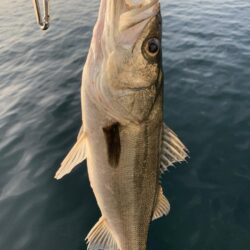 朝マヅメシーバス