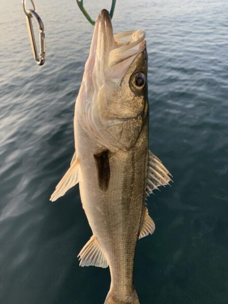 朝マヅメシーバス