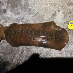 春アオリイカ2.7kg