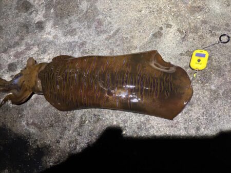 春アオリイカ2.7kg