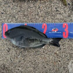 魚津港フカセグレ、ツバス