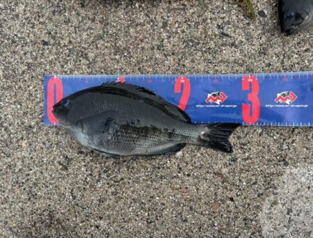 魚津港フカセグレ、ツバス