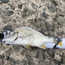 カレイ狙いで・・・