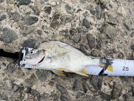 カレイ狙いで・・・