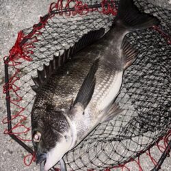 ヘチってきました