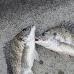 久しぶりのチヌ釣れました