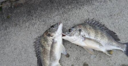 久しぶりのチヌ釣れました
