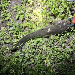 夜のナマズ釣り