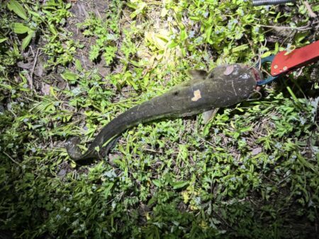 夜のナマズ釣り