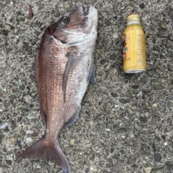 エギング不発で鯛釣れた