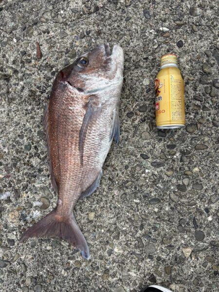 エギング不発で鯛釣れた