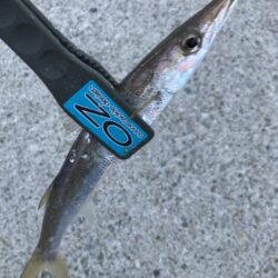 朝マズメのカマス調査で21匹GET