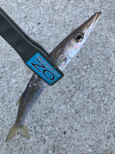 朝マズメのカマス調査で21匹GET