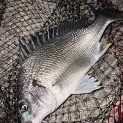 ヘチって来ました