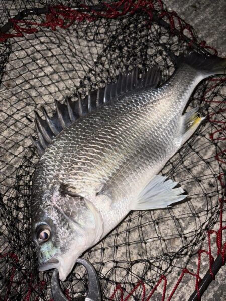 ヘチって来ました