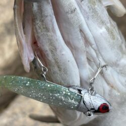 毎日釣れるシーバス