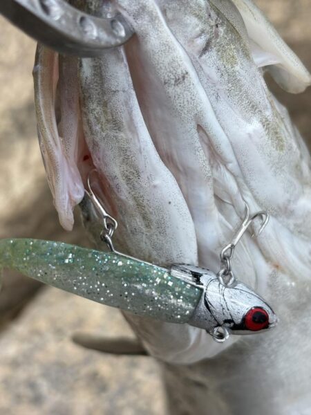 毎日釣れるシーバス