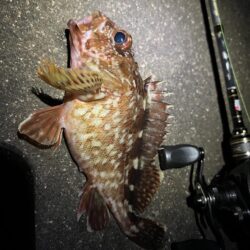 ロックフィッシュ