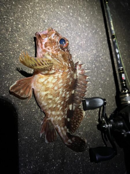 ロックフィッシュ