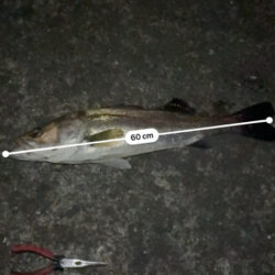 チニングでシーバス