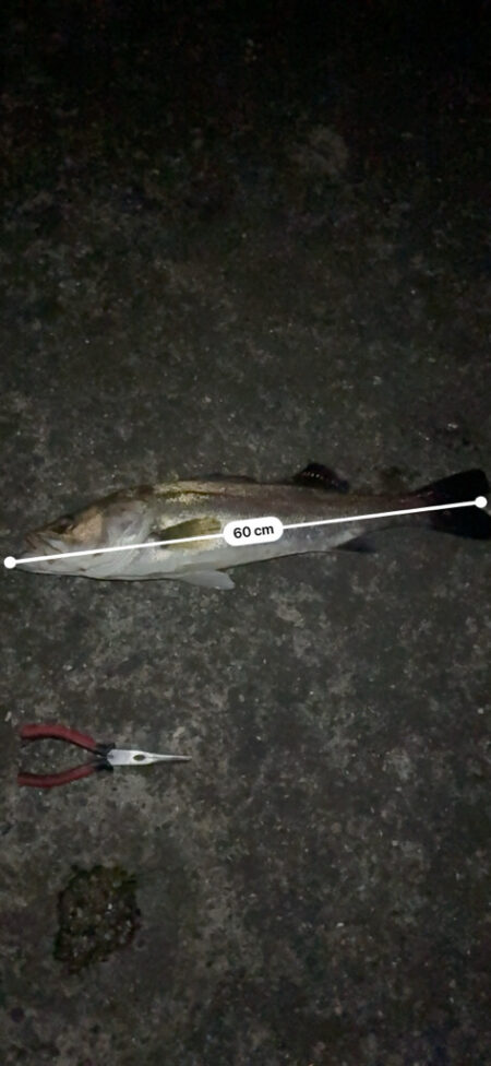 チニングでシーバス