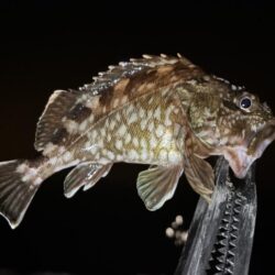 アジはまだ先か〜汗