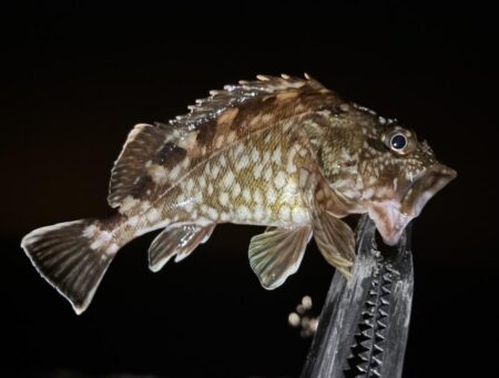 アジはまだ先か〜汗