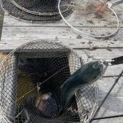 釣り堀水宝🎣